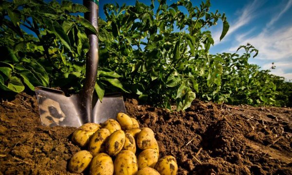 Ghidul complet pentru cultivarea cartofilor: Sfaturi de la experți